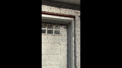 La terrificante invasione dei bruchi