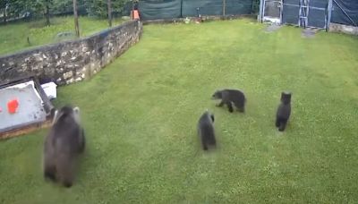 Trentino, un'orsa e tre cuccioli ripresi dalle telecamere di un giardino privato