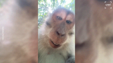 La scimmia ruba lo smartphone: il video che riprende è esilarante
