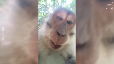 La scimmia ruba lo smartphone: il video che riprende è esilarante
