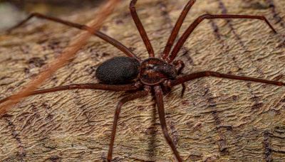 Il falso mito del ragno violino e la stagione di morsi e punture