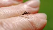 La zanzara giapponese invade l'Italia: la sua puntura è più dolorosa