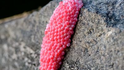 Lumaca mela e uova rosa: perché son pericolose e vietate in Europa