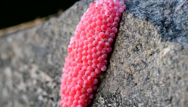 Lumaca mela e uova rosa: perché son pericolose e vietate in Europa