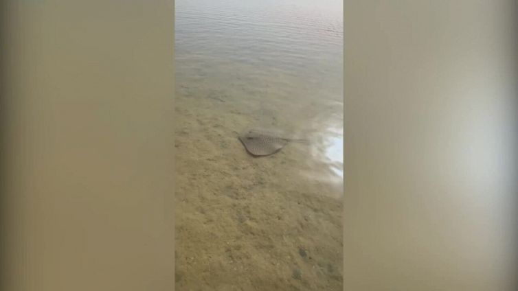 Infastidisce il pesce razza e rischia la vita