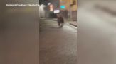 Un orso si aggira per il centro del paese in Trentino
