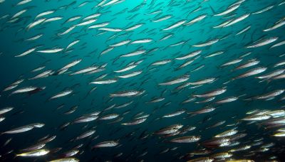 Attenzione alle sardine in riva: uno squalo è nelle vicinanze