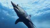 Lo squalo mako gigante è reale: alla ricerca del mostro dei mari