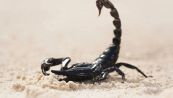 Cosa fare se entra uno scorpione in casa e come allontanarlo