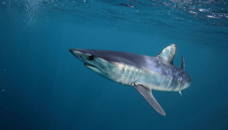 Squali positivi alla cocaina: l’allarme sull’inquinamento da droga