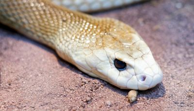 Serpente velenoso record: può uccidere 400 persone con un morso