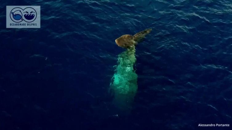Lo spettacolare avvistamento a Ischia: ii ritorno del capodoglio Salvatore