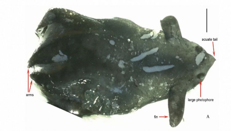 Scoperta una nuova specie di calamaro vampiro: dove vive