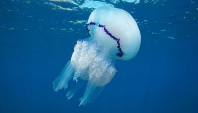 La gigantesca medusa polmone di mare nei mari italiani