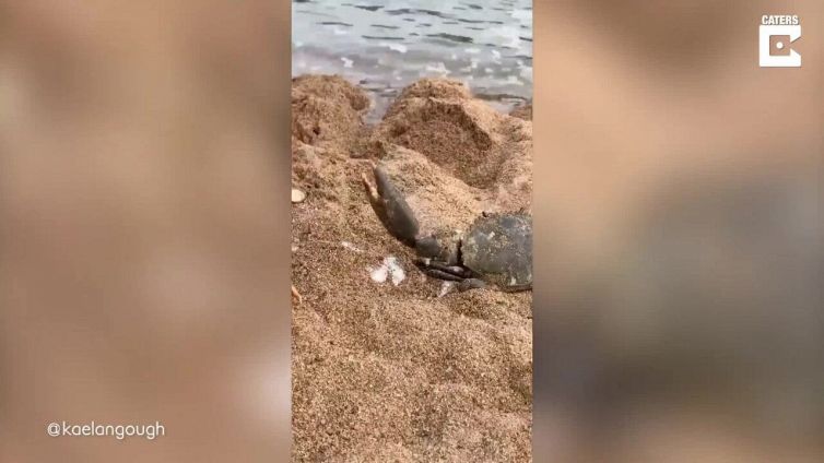 Hai sete in spiaggia? C'è li granchio apribottiglie!