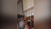 Paura in un condominio a Roma: dal vano ascensore spunta un serpente