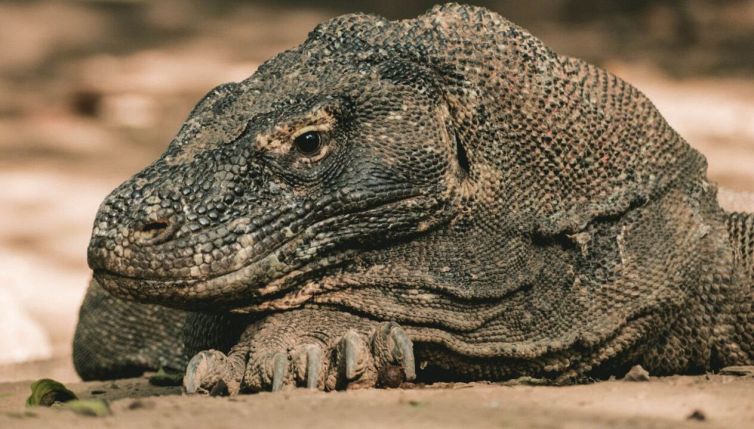 Il morso del drago di Komodo non ha segreti: perché è così letale