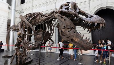 Com’era veramente il T-Rex: l’inquietante scoperta sui dinosauri