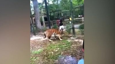 Il gesto folle della ragazza: per poco la tigre non le stacca la mano