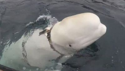 Morto il beluga 'spia' che comunicava con gli umani