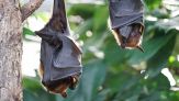 Sempre più morti tra i bambini: cosa c’entrano i pipistrelli