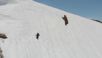 Cade in montagna ma non molla: il coraggio dell'orsacchiotto