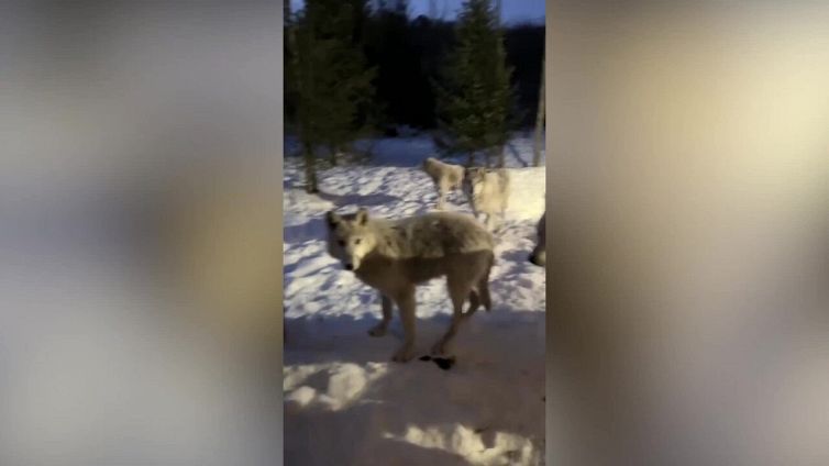 Si sveglia circondato dai lupi: il video è da brividi