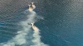 I cervi nuotano nel lago di San Domenico in Abruzzo