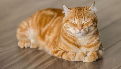 Svelato il mistero dei gatti arancioni: c’entra con l’essere maschi