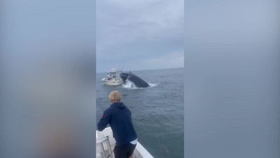 Terrore in alto mare: balena capovolge barca