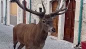 Il cervo passeggia per le vie del borgo medievale in Abruzzo