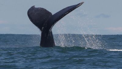 Inghiottito dalla balena in mezzo all'oceano: il video del canoista