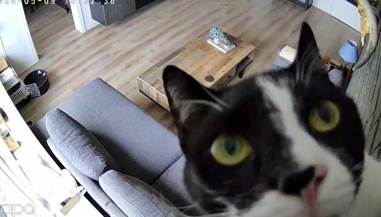 Il gatto sfida la videocamera: la 'scalata' è tutta da ridere