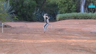 La danza del lemure è tutta da ridere