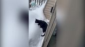 Il gatto scopre la neve: il video è tutto da ridere