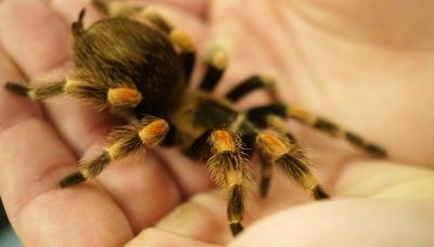Tarantola nella cabina di un aereo, morso il pilota allergico