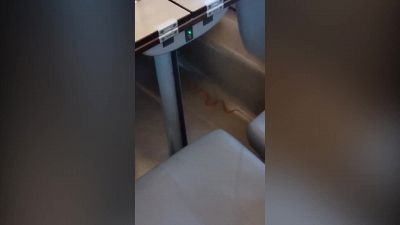 Paura sul Frecciarossa: spunta un serpente tra i sedili