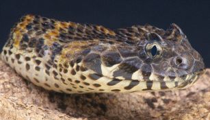 Il serpente più velenoso al mondo