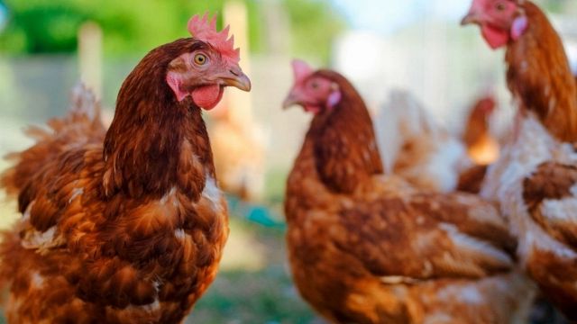 Galline in affitto: il nuovo trend