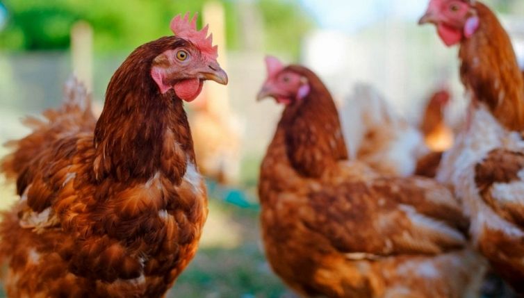 Galline in affitto, la nuova moda contro le uova troppo care