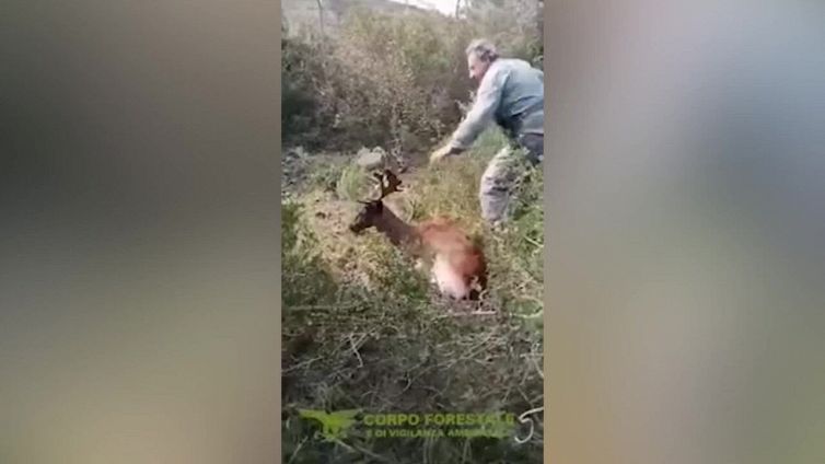Il commovente salvataggio del daino