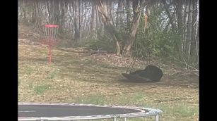 L'orso gioca sull'altalena: l'uomo lo caccia in un modo mai visto