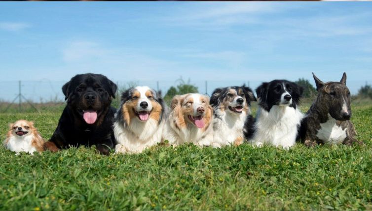 Il lato oscuro dei cani, grave impatto su natura e ambiente