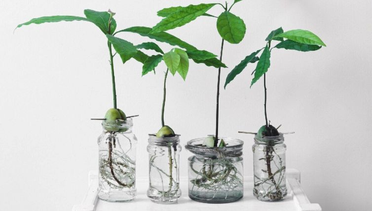 Come piantare l’avocado partendo dal seme in maniera facile