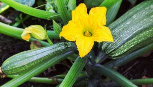 Come piantare le zucchine: la guida per l’orto perfetto