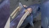 Avvistato "mostro marino", ma sono due parassiti: il video