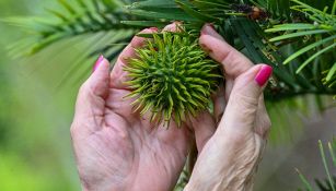 L’albero dei dinosauri fa frutti