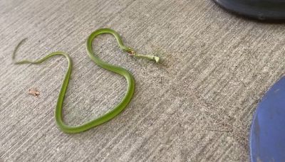 Il piccolo insetto sfida il serpente: il duello è da non credere