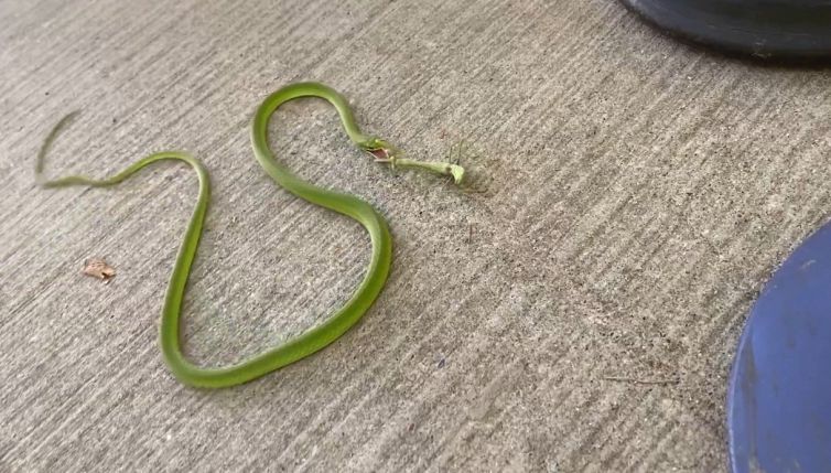 Il piccolo insetto sfida il serpente: il duello è da non credere