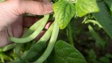 Come piantare i fagiolini a maggio senza sbagliare
